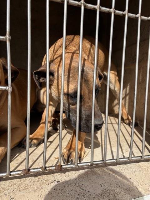 RACHEL - Mastiff available for adoption