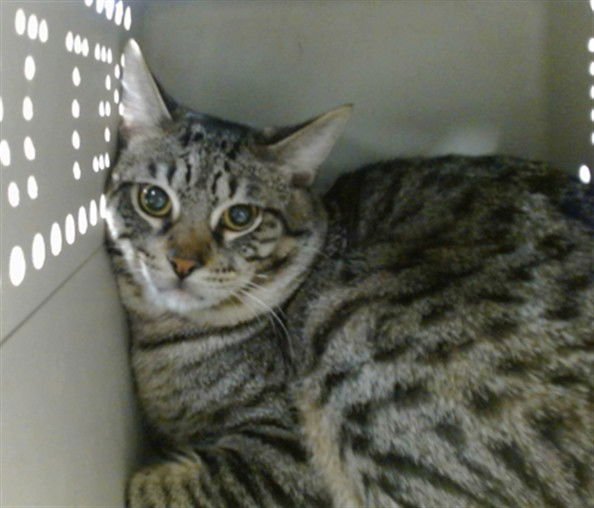 STINGER - Domestic Short Hair available for adoption