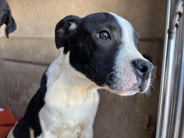 A469394 - American Staffordshire Terrier available for adoption