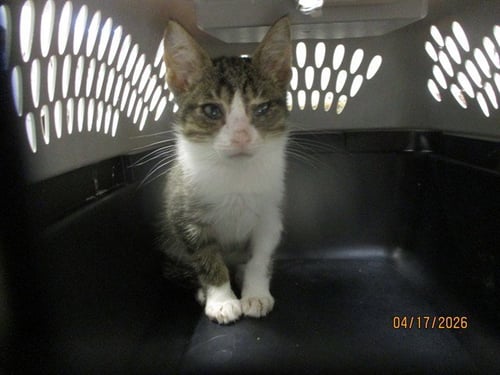 A472905 - Domestic Short Hair available for adoption
