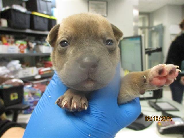 A467375 - American Pit Bull Terrier available for adoption