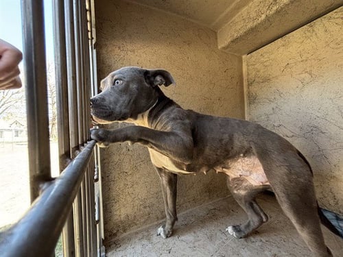 VIOLET - Pit Bull Terrier available for adoption