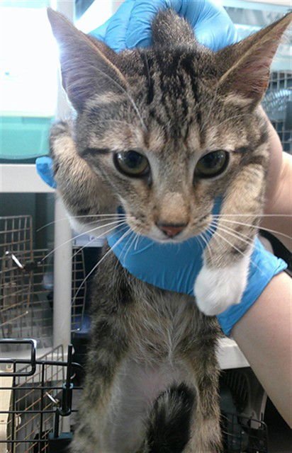 A469720 - Domestic Short Hair available for adoption