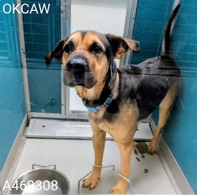 A469308 - Hound available for adoption