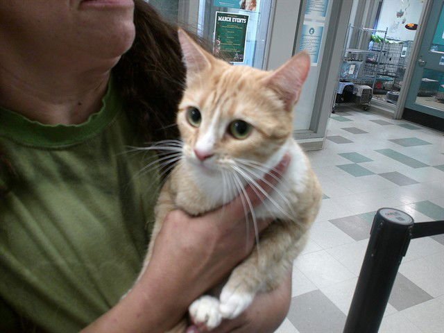 NALA - Domestic Short Hair available for adoption