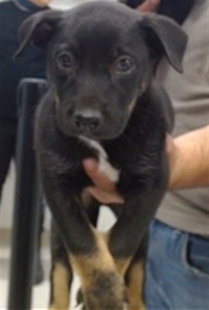 A474448 - Australian Shepherd available for adoption