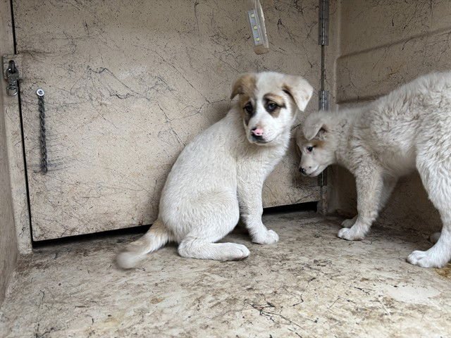 A468478 - Anatolian Shepherd available for adoption