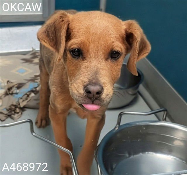 A468972 - Pit Bull Terrier available for adoption