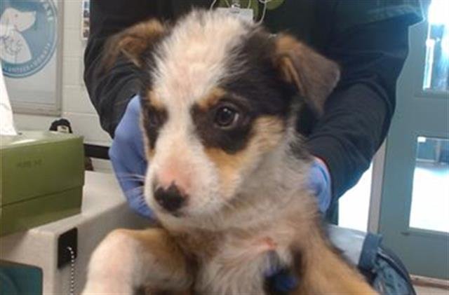 A468184 - Rat Terrier available for adoption