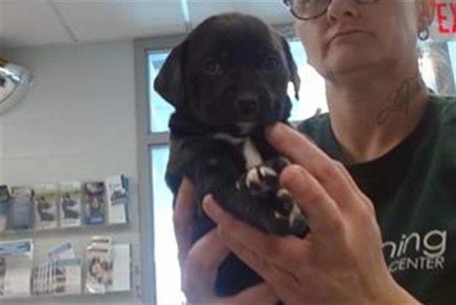 A468943 - Pit Bull Terrier available for adoption