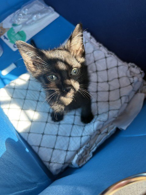 SPOT - Domestic Short Hair for adoption in Norman