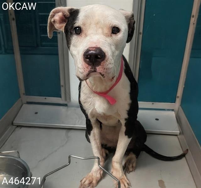 OLIVE - American Pit Bull Terrier available for adoption