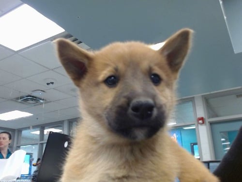 A474121 - Anatolian Shepherd available for adoption