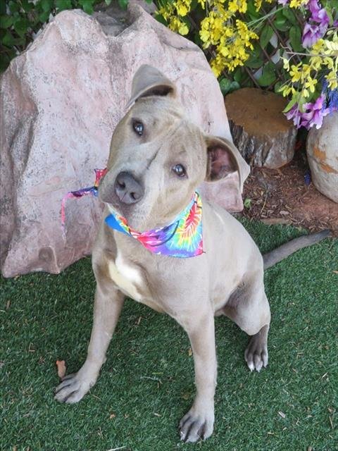 ERNIE - American Pit Bull Terrier available for adoption