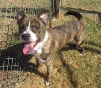 EDDIE - Photo 1