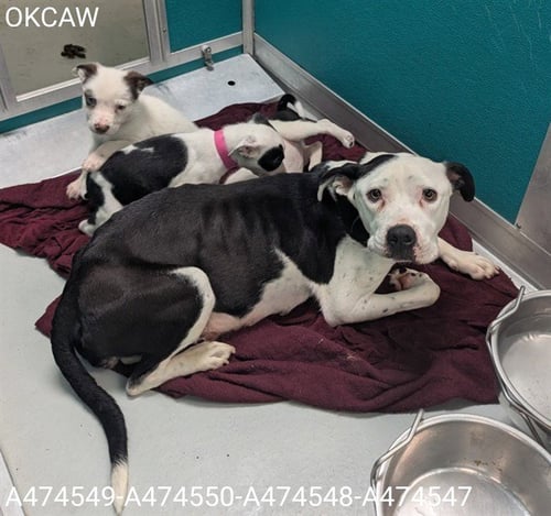 A474547 - American Pit Bull Terrier available for adoption