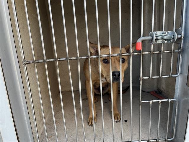 WASHI - Pit Bull Terrier available for adoption