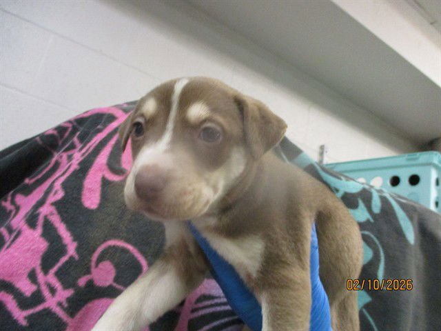 WAFER - American Pit Bull Terrier / Siberian Husky available for adoption