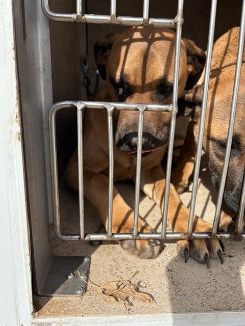 PHOEBE - Mastiff available for adoption