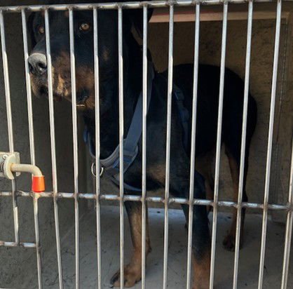 ROKU - Rottweiler available for adoption