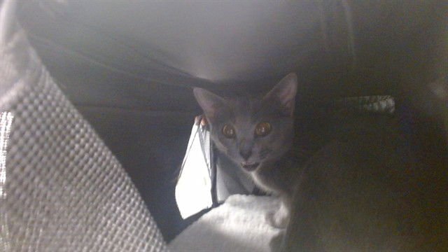 A468710 - Domestic Short Hair available for adoption