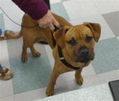 PEANUT - Terrier available for adoption