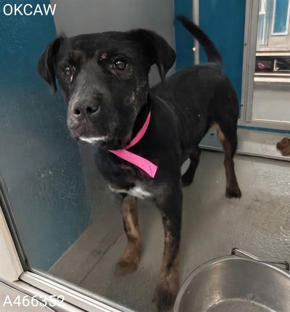 PRINCESS - American Pit Bull Terrier available for adoption