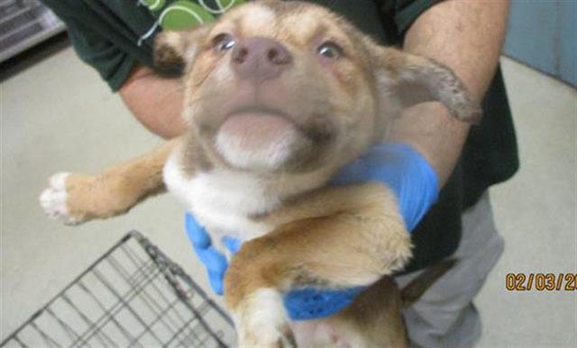 A469237 - Pit Bull Terrier available for adoption