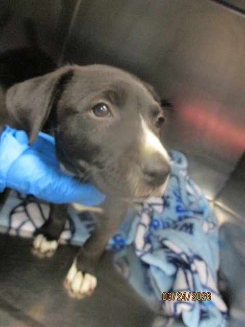 A471605 - Pit Bull Terrier available for adoption