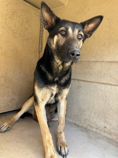 NICHOLAS - German Shepherd Dog available for adoption