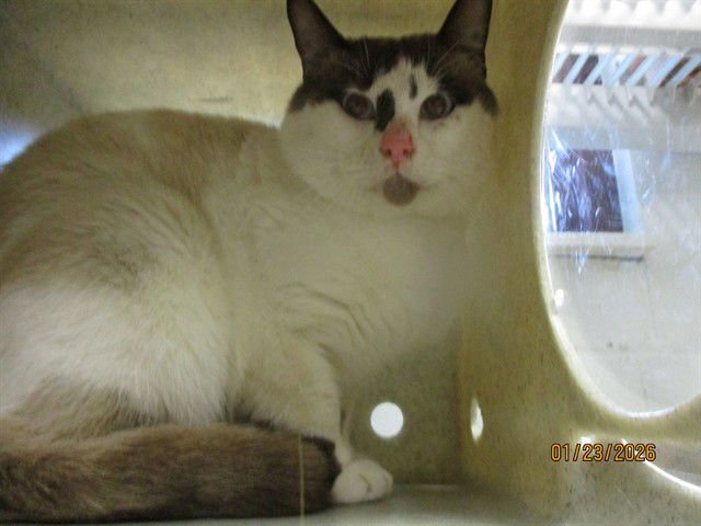 A468849 - Domestic Short Hair available for adoption