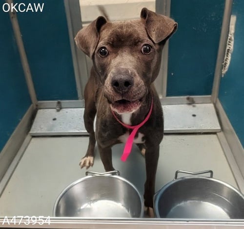 DAIZY - Pit Bull Terrier available for adoption