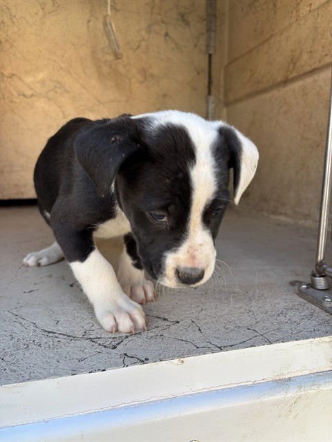 A468693 - Pit Bull Terrier available for adoption