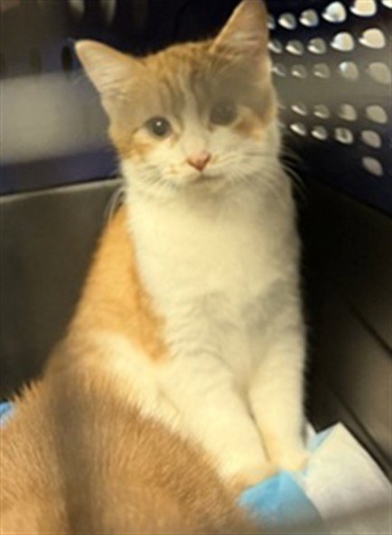 ASH - Domestic Short Hair for adoption in Norman
