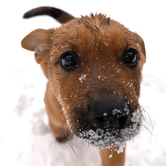 PETER - Australian Cattle Dog/Blue Heeler available for adoption