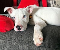 LUNA - Photo 1