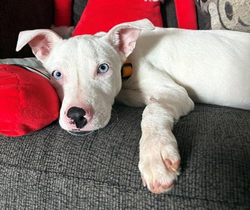 LUNA - Pit Bull Terrier available for adoption
