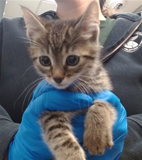 A473814 - Domestic Short Hair available for adoption