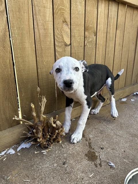 A468439 - Pit Bull Terrier available for adoption