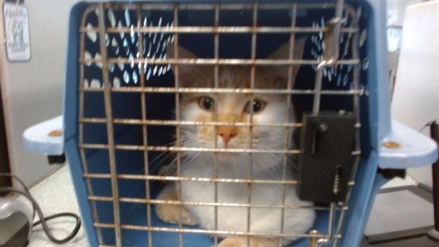 THEO - Domestic Short Hair available for adoption