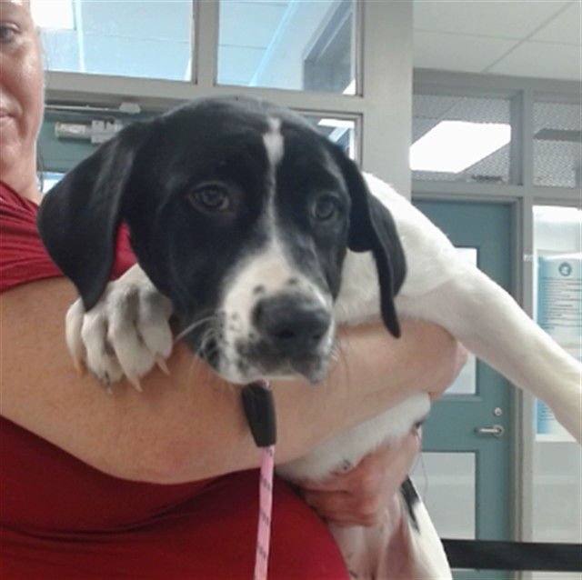 A469889 - Hound available for adoption