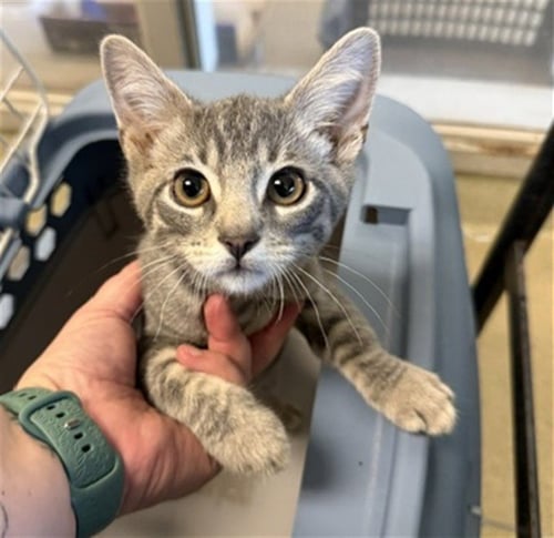 SHERE KHAN - Domestic Short Hair available for adoption