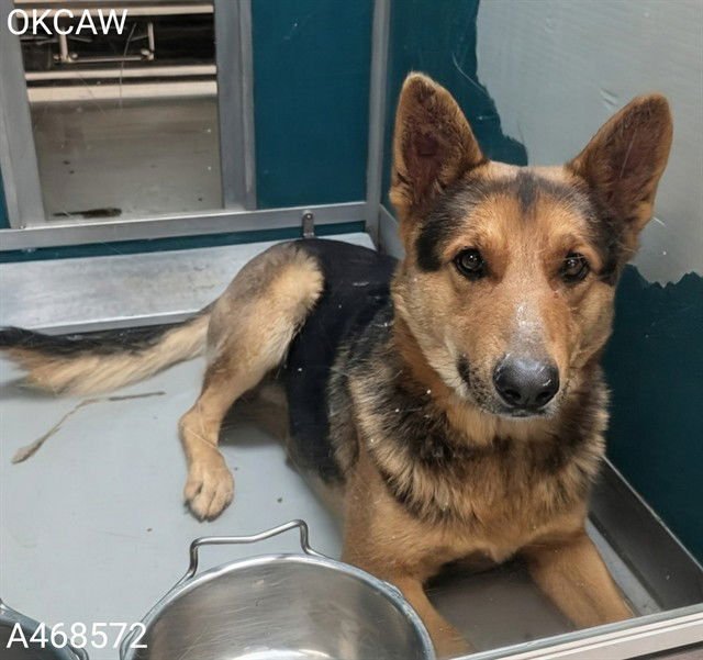 A468572 - German Shepherd Dog available for adoption