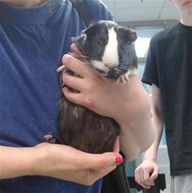 MEENIE - Guinea Pig available for adoption