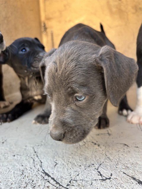 A468696 - Pit Bull Terrier available for adoption
