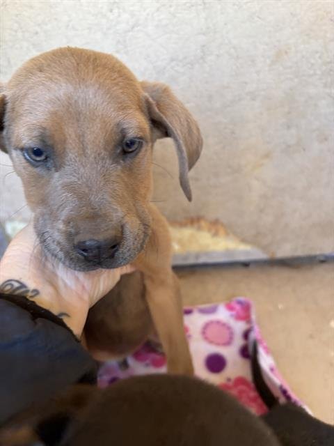 A468413 - Cane Corso Mastiff available for adoption