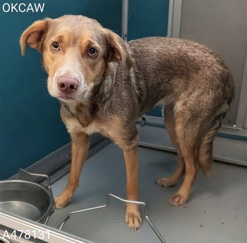 MOLLY - Lakeland Terrier available for adoption