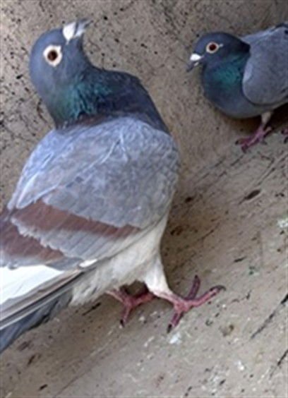 A469161 - Pigeon available for adoption