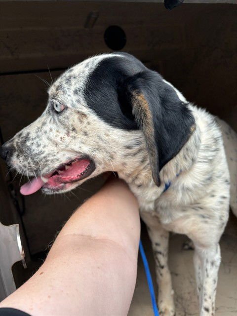 MURPHY - German Shorthaired Pointer available for adoption