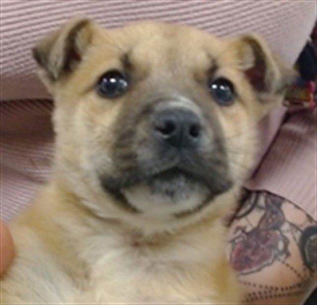 A469915 - Black Mouth Cur available for adoption